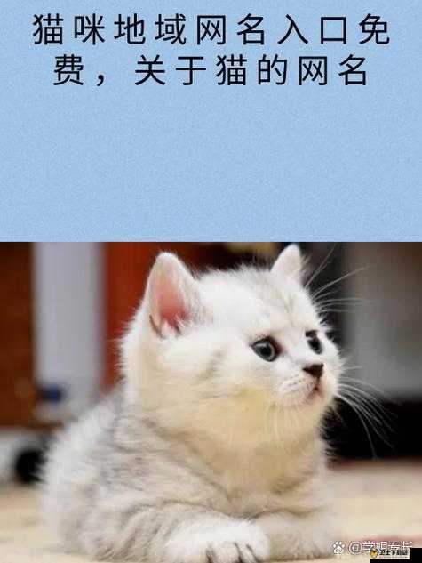 猫咪最新永久地域网名是什么：探寻猫咪神秘的网络世界